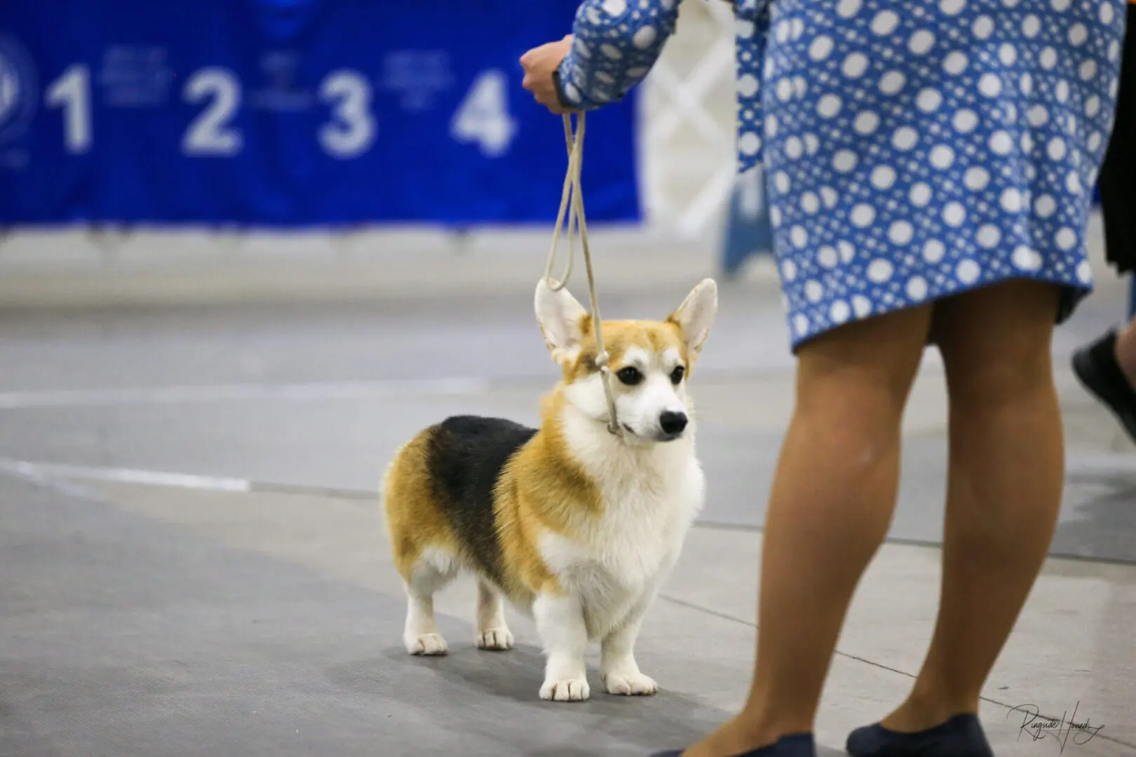 A corgi on a leash stands beside a person in a blue patterned outfit at an indoor event.