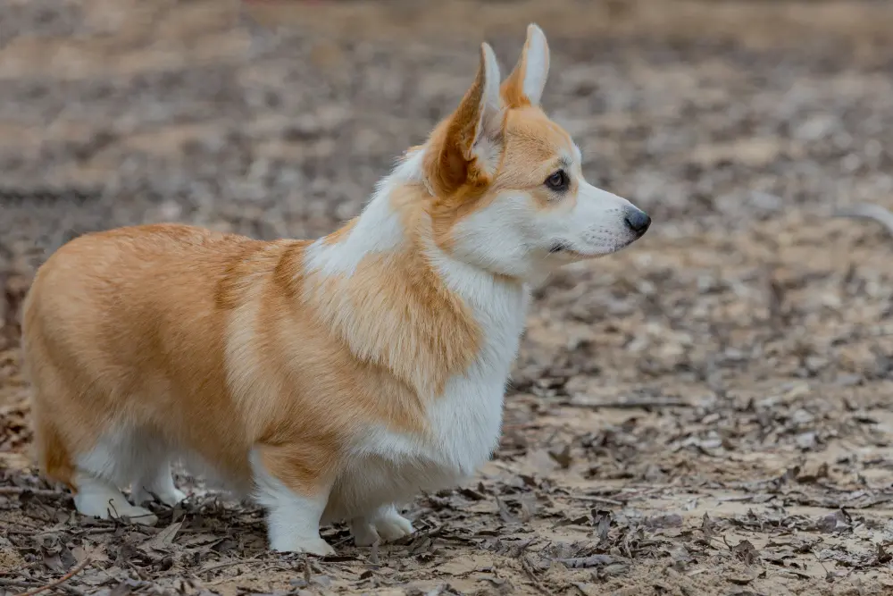 A brown and white corgi stands on a dirt and leaf-covered ground, looking to the right.