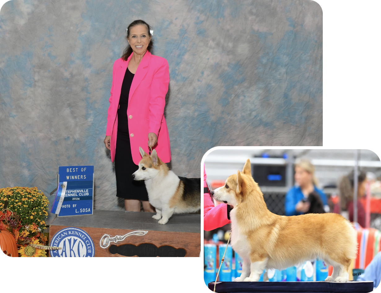 A woman in a pink blazer poses with a Corgi awarded "Best of Winners" at a dog show. Another image shows a side view of the Corgi on a table at the event.