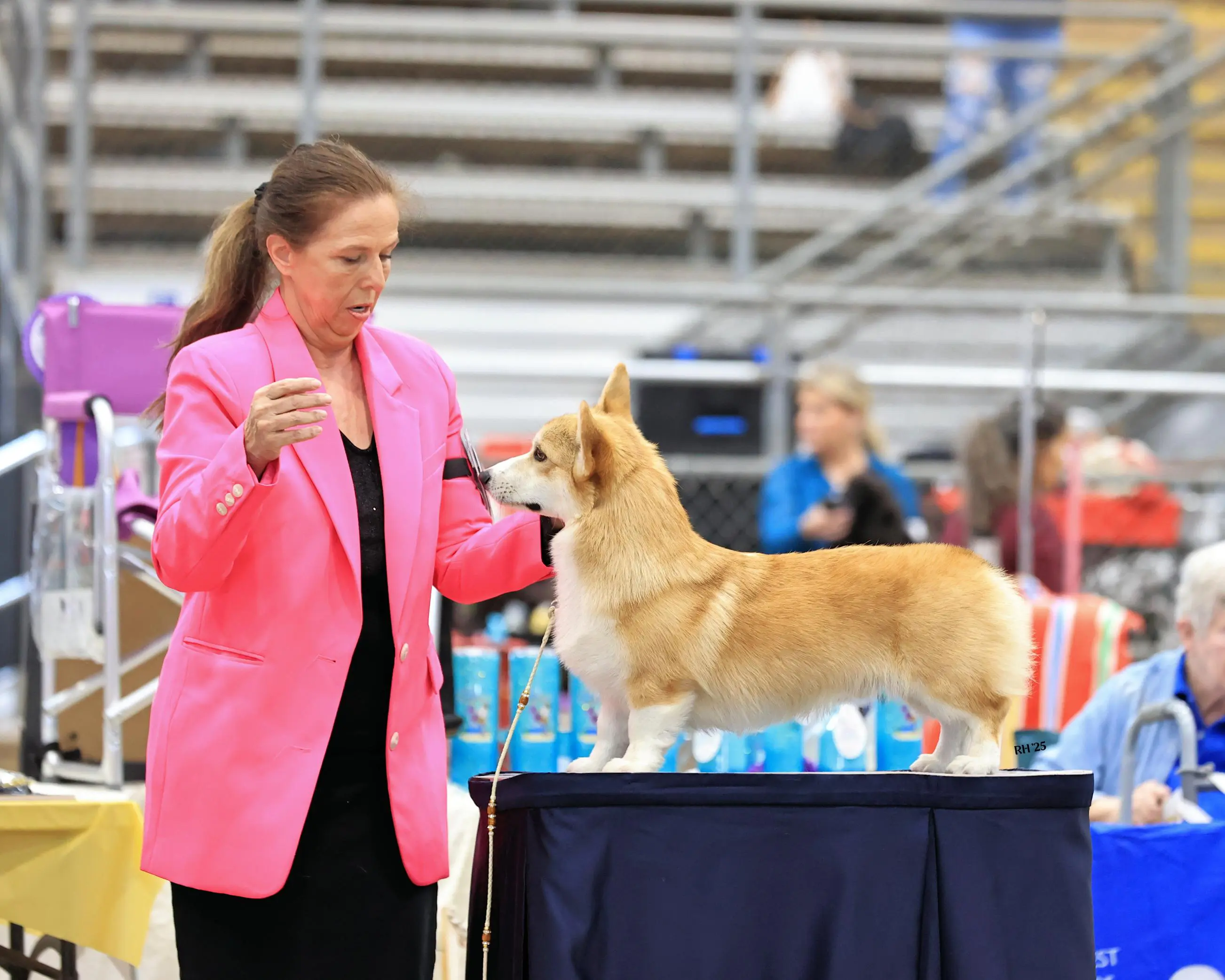 A woman in a pink blazer presents a corgi standing on a table at a dog show.