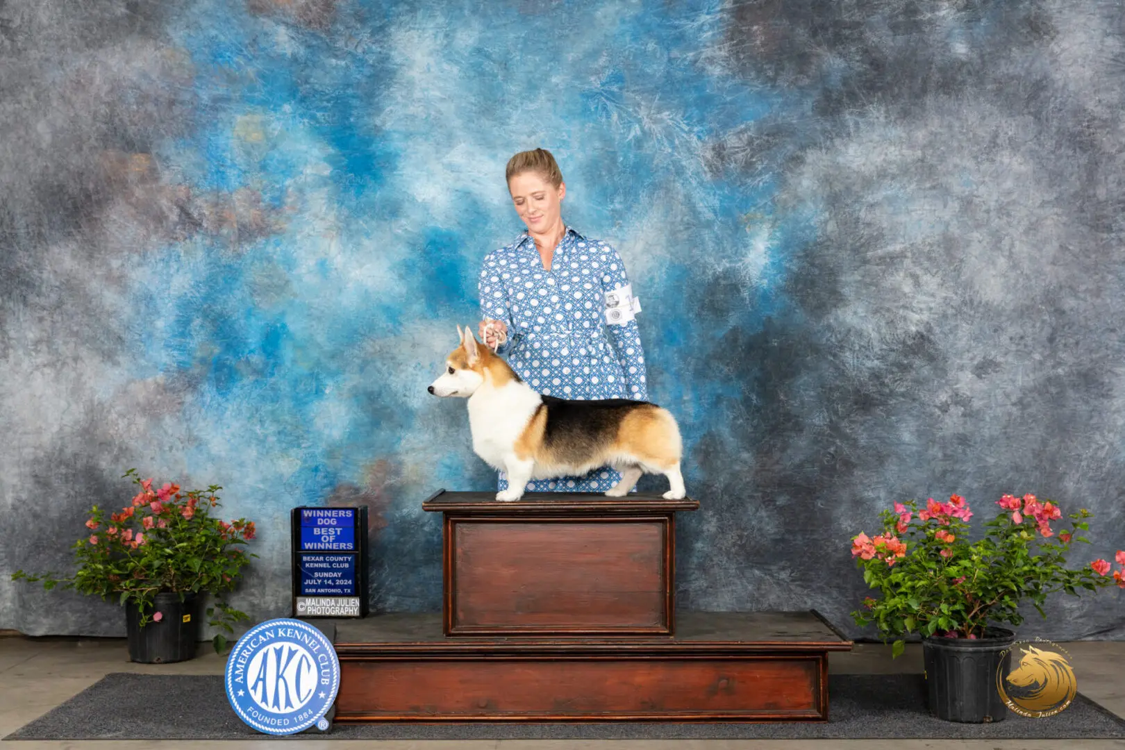 A person stands behind a Corgi placed on a wooden platform. The background is mottled gray and blue. Nearby, there are two potted plants and an AKC sign.