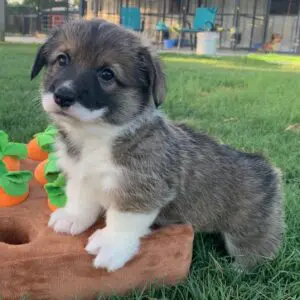 Clear Creek Red Collar Female - Reserved!