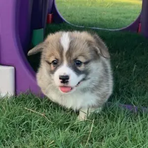 Clear Creek Blue Collar Male - Reserved!