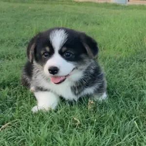 Clear Creek Pink Collar Female - Reserved!